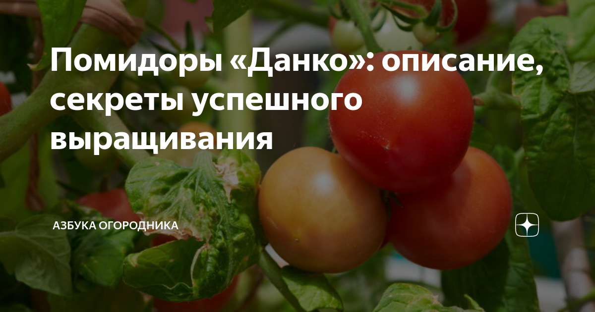 Помидоры данко фото Помидоры "Данко": описание, секреты успешного выращивания Азбука огородника Дзен