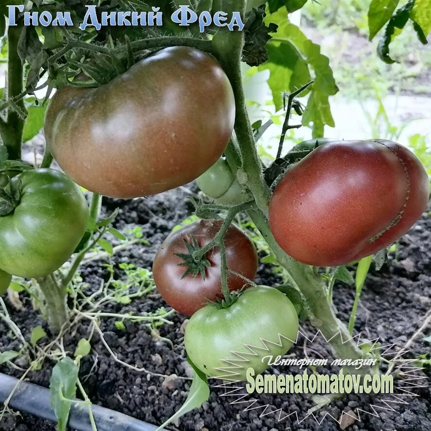 Помидоры дикий фред описание сорта фото отзывы Томат Гном Дикий Фред (Dwarf Wild Fred) - Семена Томатов