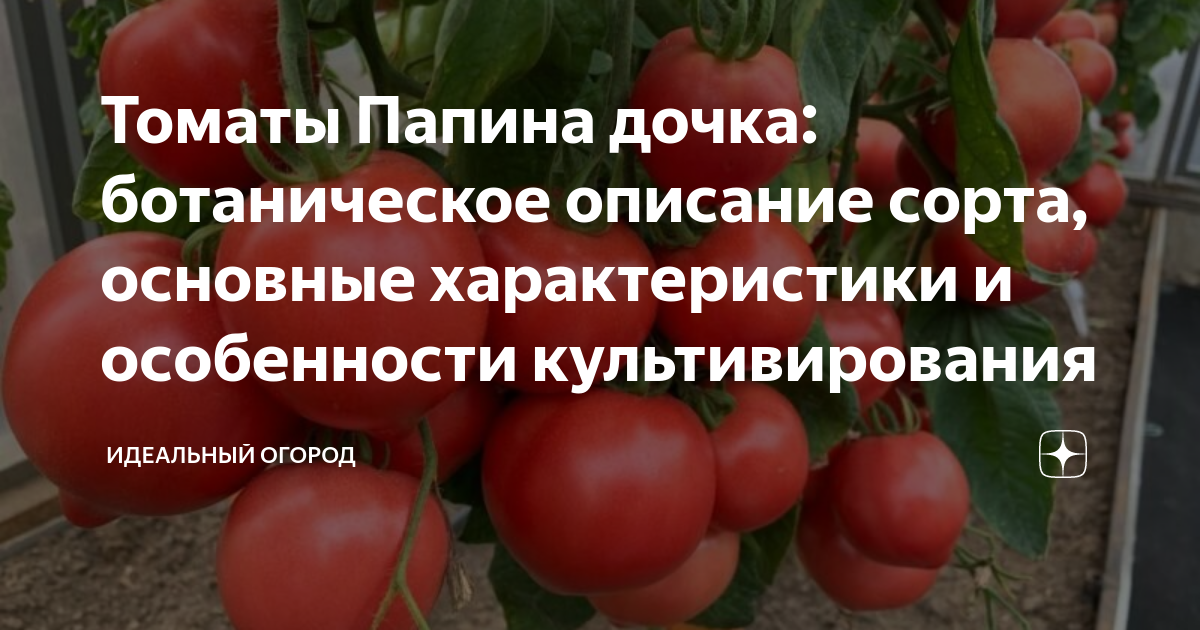 Помидоры дочка описание сорта фото отзывы Томаты Папина дочка: ботаническое описание сорта, основные характеристики и особ