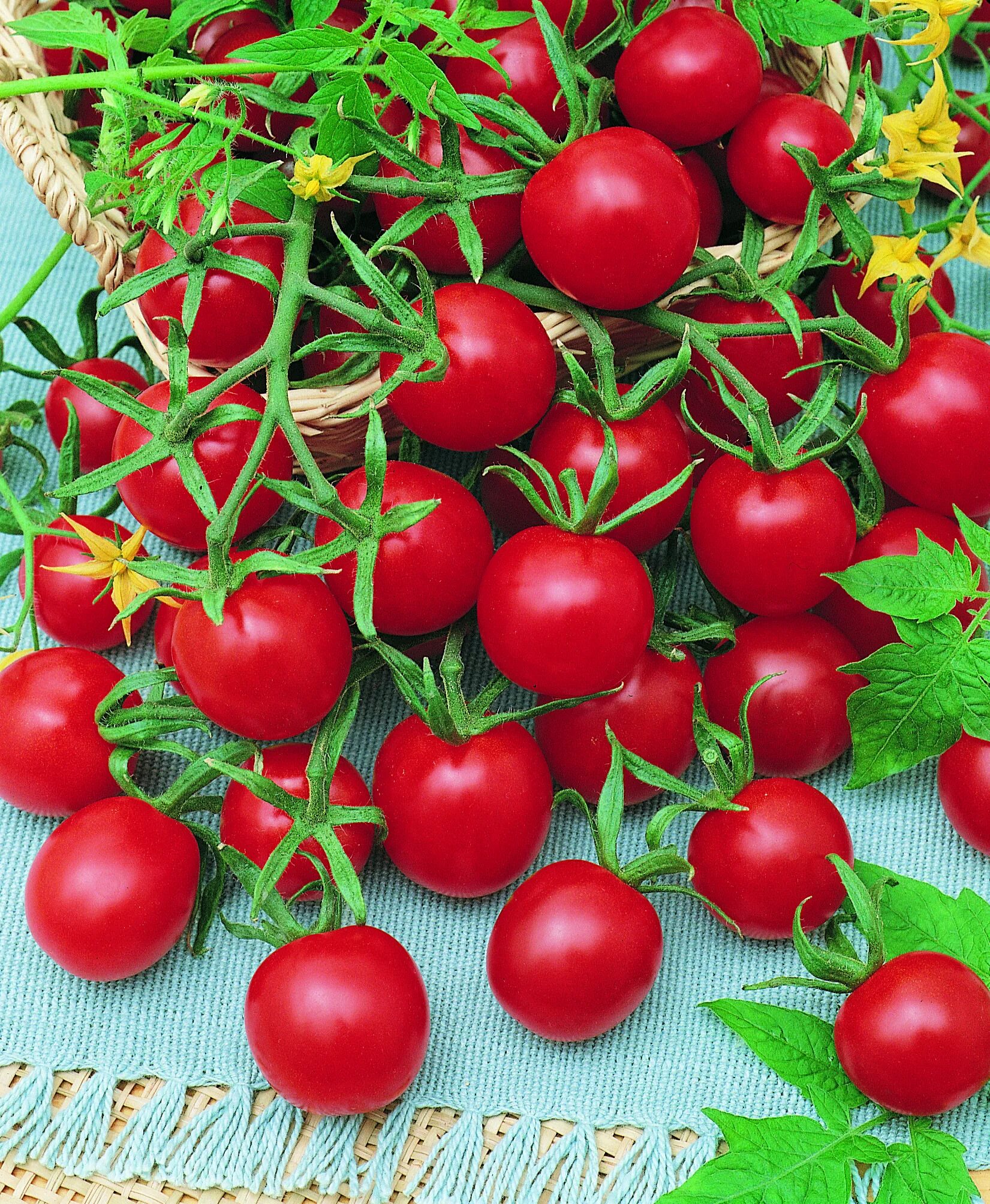 Помидоры дочки фото Supersweet 100 (F1) Tomato One customer reported over 2,000 cherry tomatoes on j