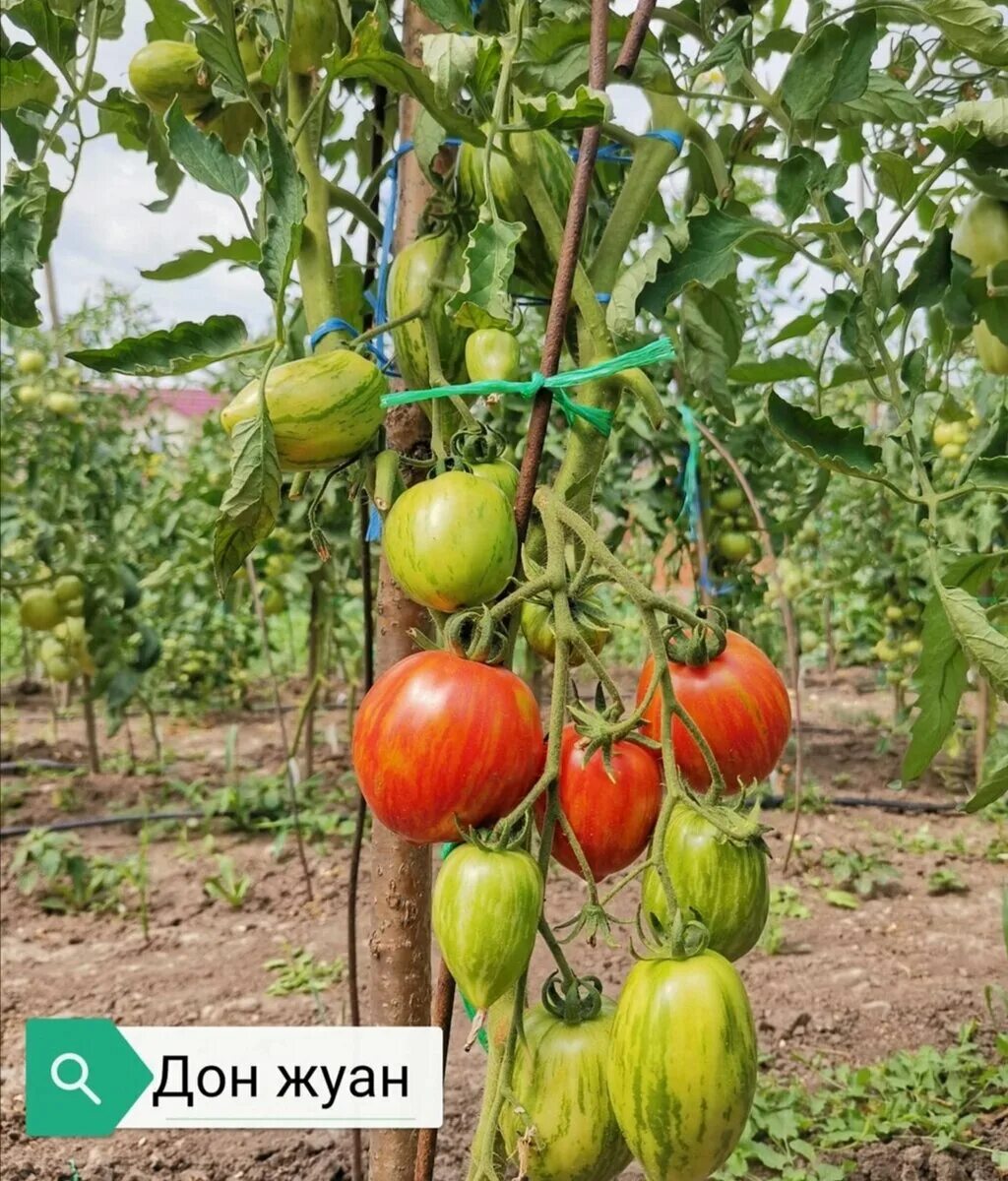 Помидоры дон жуан фото Томат "Дон Жуан" : раннеспелый, урожайный и очень вкусный. Огородник из Рязани Д