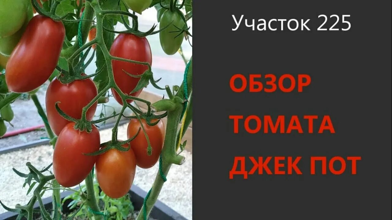 Помидоры джекпот фото описание отзывы Томат Джек Пот. Очень урожайный и неприхотливый! - YouTube