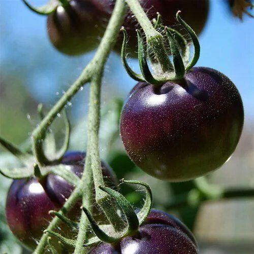 Помидоры фиолетовые сорта фото New! Organic Black Tomato Indigo Rose Lycopersicon esculentum - 25 Seeds Growing