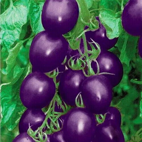 Помидоры фиолетовые сорта фото Organic 200 Purple Cherry Tomato Seeds Cherry Tomato S153 eBay