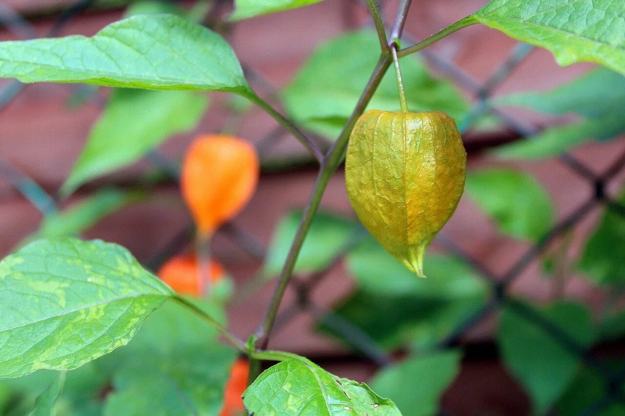 Помидоры физалис фото Tomatillo seeds - Local Seeds