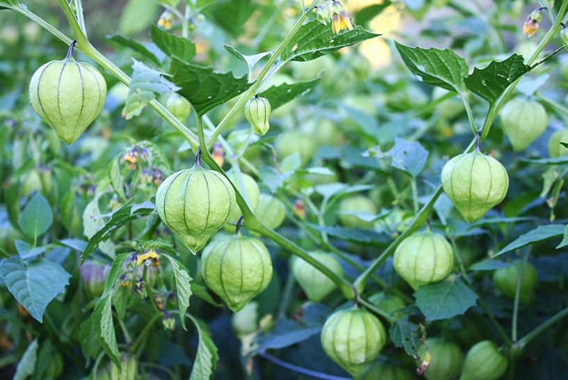 Помидоры физалис фото Tomatillo basics and some beyond the usual recipes Tomatillo, Alkaline foods, Sa