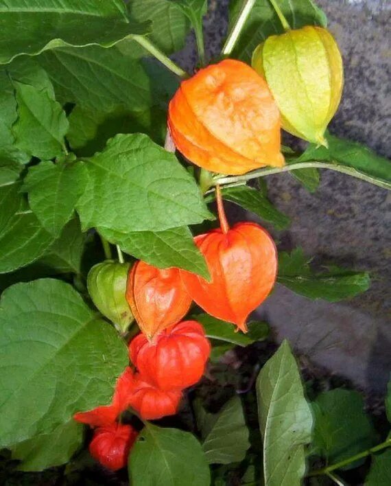 Помидоры физалис фото 0.2g (approx. 50) physalis seeds PHYSALIS PERUVIANA Tomatillos Chinese lantern G