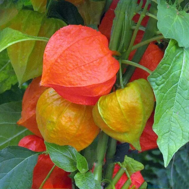 Помидоры физалис фото Chinese Lantern Flowers Flower seeds, Chinese lanterns plant, Flowers nature