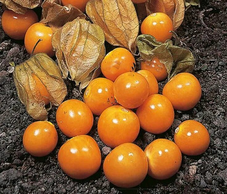 Помидоры физалис фото Best Garden Seeds New Cape Gooseberry (Physalis peruviana) Seeds, seeds differen