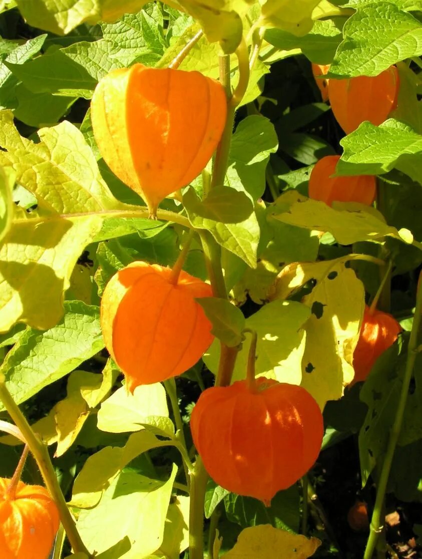 Помидоры физалис фото Chinese Lantern Autumn garden, Plant leaves, Natural herbs