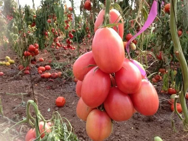 Помидоры фламинго фото Лучшие сорта розовых помидоров Grapes, Fruit, Plum