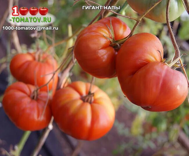 Помидоры гигант отзывы фото ТОМАТЫ - СЕРИЯ УРОЖАЙНЫХ ГИГАНТОВ ч.3 1000 томатов Дзен