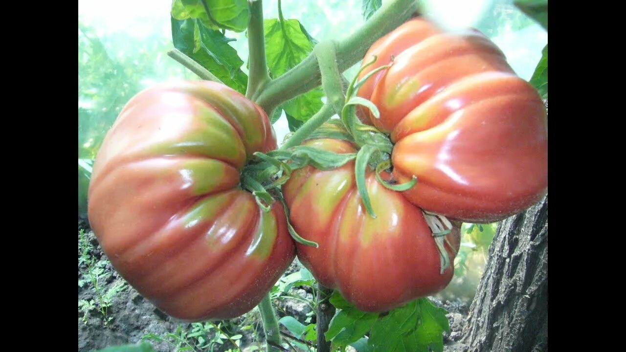 Помидоры гиганты сорта фото Seeds of giant tomatoes, graines de tomates géantes!!! - YouTube