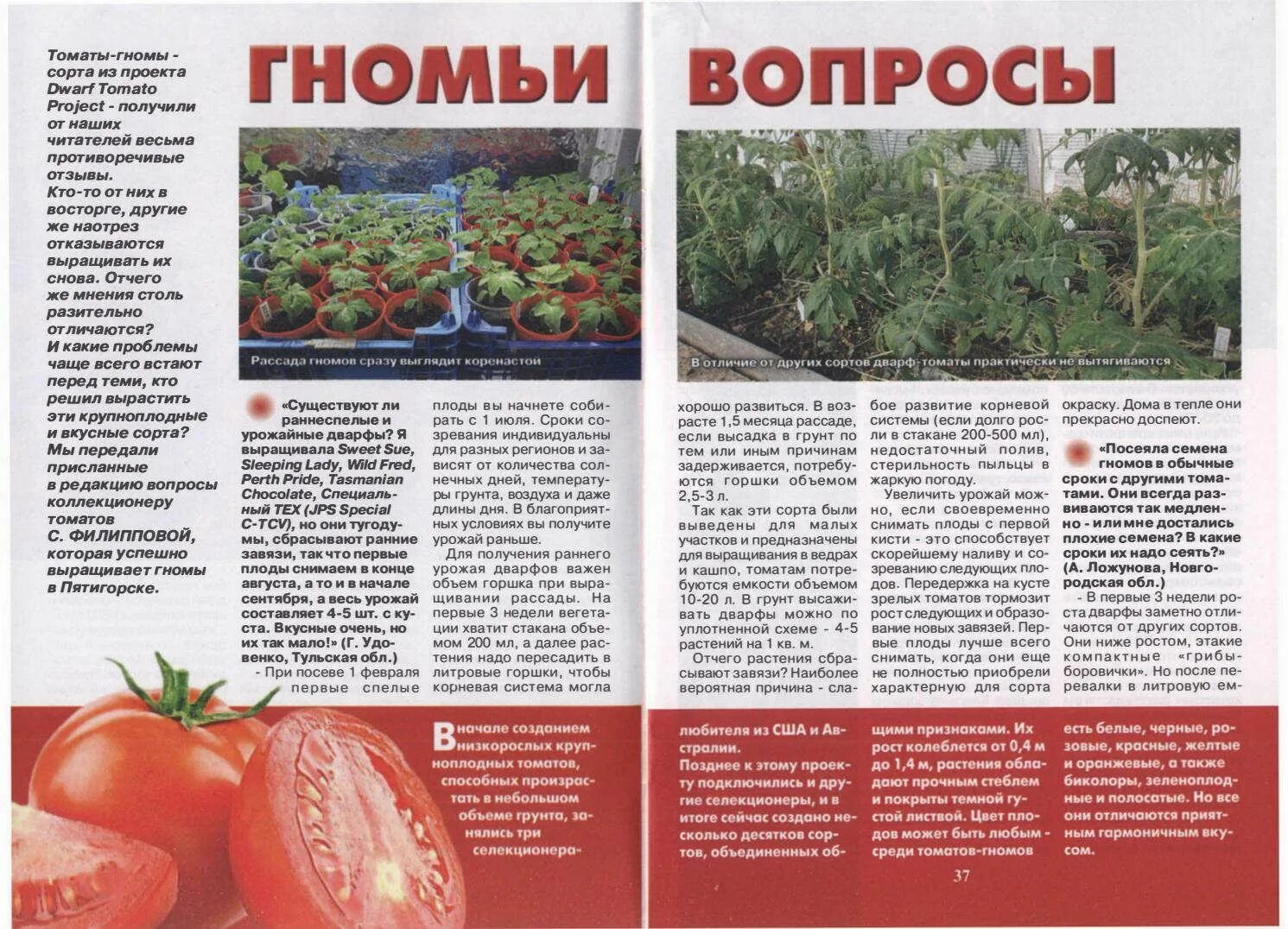 Помидоры гном описание сорта фото отзывы tomato dwarf vopros otvet