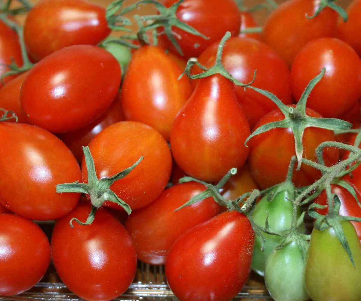 Помидоры грушевидные фото Red Pear, Tomato Seeds Urban Farmer