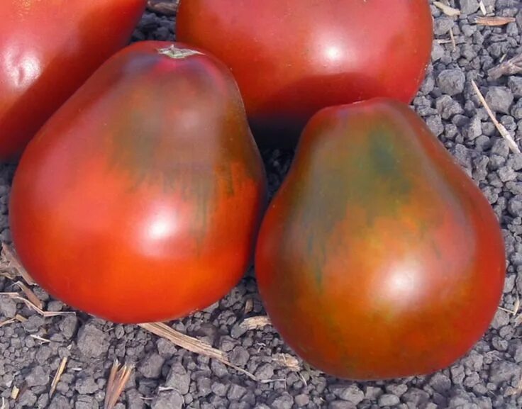 Помидоры грушевидные фото Black Pear Heirloom Tomato Seeds Heirloom tomato seeds, Tomato seeds, Heirloom t