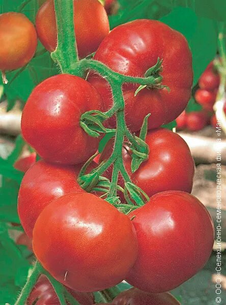Помидоры хан описание сорта фото отзывы Томат Хан: описание сорта помидоров, характеристики. Особенности посадки и выращ