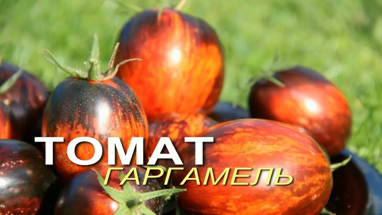 Помидоры хан описание сорта фото отзывы ФАНТАСТИЧЕСКИЙ ТОМАТ, который надо вырастить хотя бы ОДИН раз! Обзор сортов ТОМА