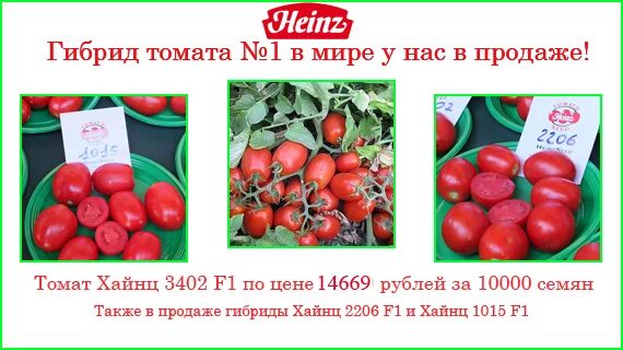 Помидоры хайнц фото Новинка! Heinz Seeds - томаты № 1 в мире! - 2 Декабря 2015 - Агромания - интерне