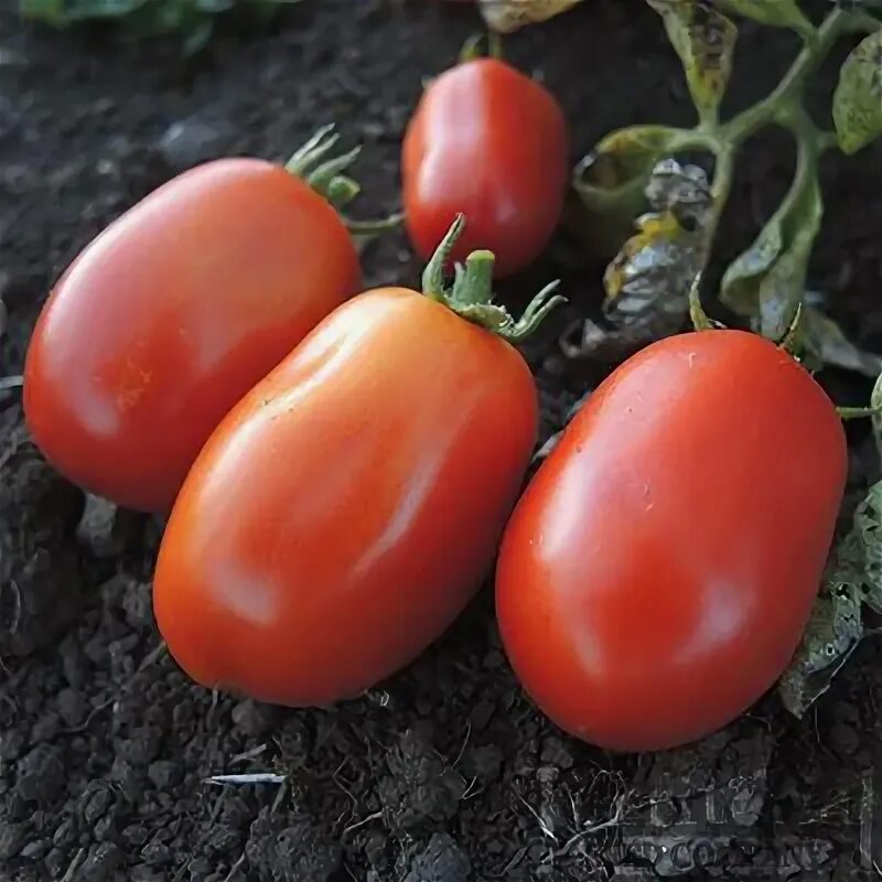 Помидоры хайнц описание сорта фото Heinz 2653 Organic Tomatoes