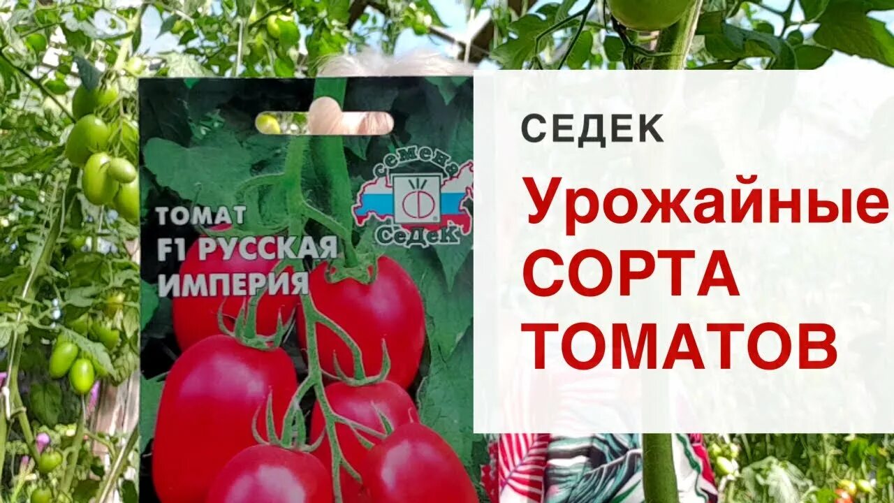 Помидоры империя описание сорта фото Семена томатов от фирмы Седек. Томат Русская империя F1. Очень урожайные сорта т