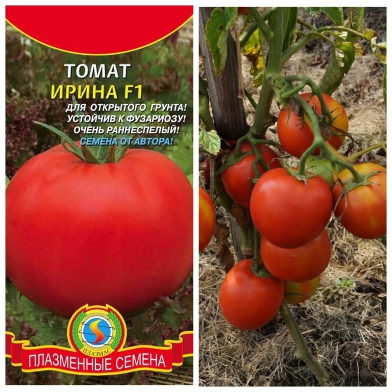 Помидоры ирина описание сорта фото Помидоры Ирина: описание сорта. Идеальный гибрид для опытных овощеводов Идеальны