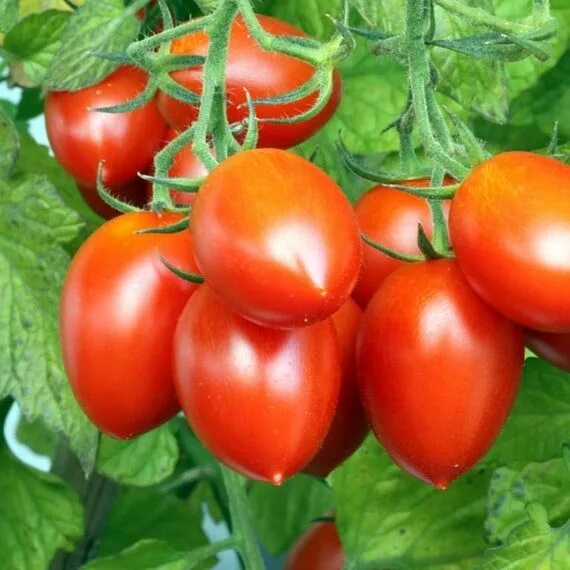 Помидоры итальянский фото Roma Tomato Seeds Determinate Italian Plum Tomatoes Pomodoro Amish Paste San Hei