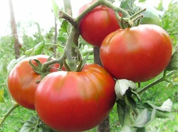 Помидоры картошка фото Томат Картофельный малиновый, семена