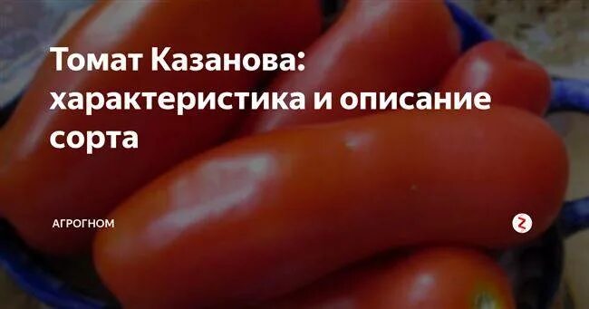 Помидоры казанова фото и описание отзывы Семена Томатов Казанова Сибирский Сад: Изображения и Описание Эко-фокус Фотогале