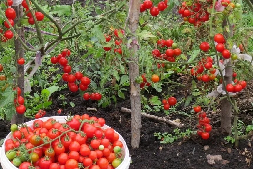 Помидоры клюква в сахаре фото Семена Томат Клюква в Сахаре - купить по выгодной цене Урожайка