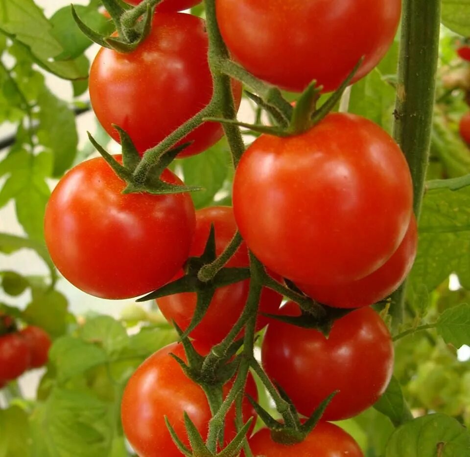 Помидоры колхозные фото отзывы Racimo Tomate Cultivar tomates, Salsa de tomate casera y Salsa de tomate