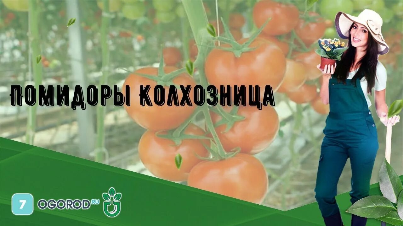 Помидоры колхозные фото отзывы Помидоры Колхозница - YouTube