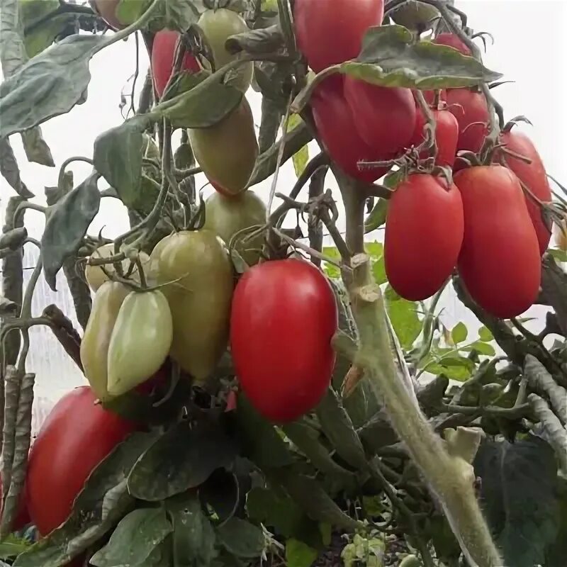 Помидоры комбат фото Томат Комбат семена - купить с доставкой по России и Екатеринбургу - интернет ма