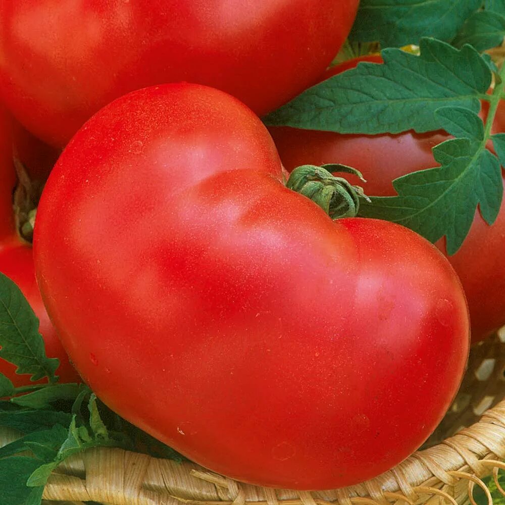 Помидоры королева описание сорта фото Tomato 'Faworyt (Indeterminate)' - Seeds Suttons