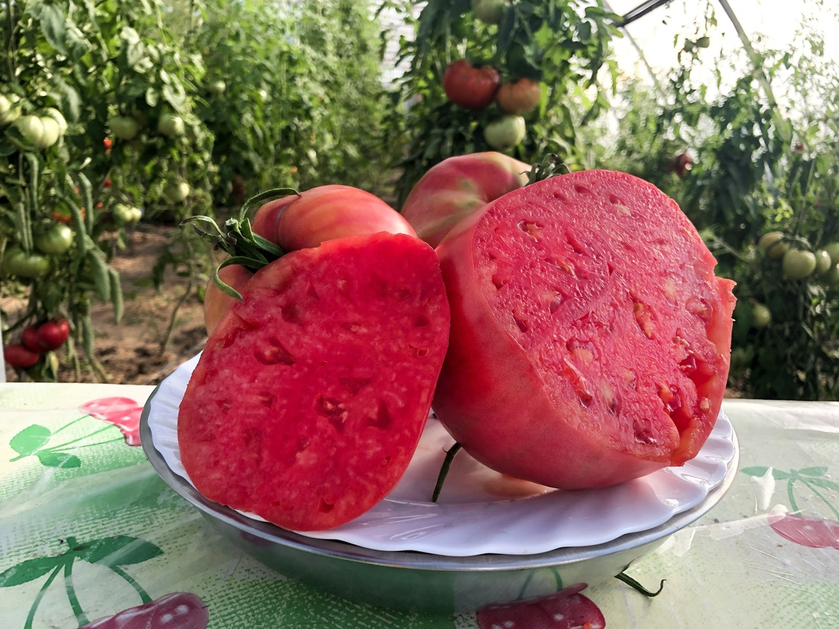 Помидоры королевич фото Самые вкусные томаты