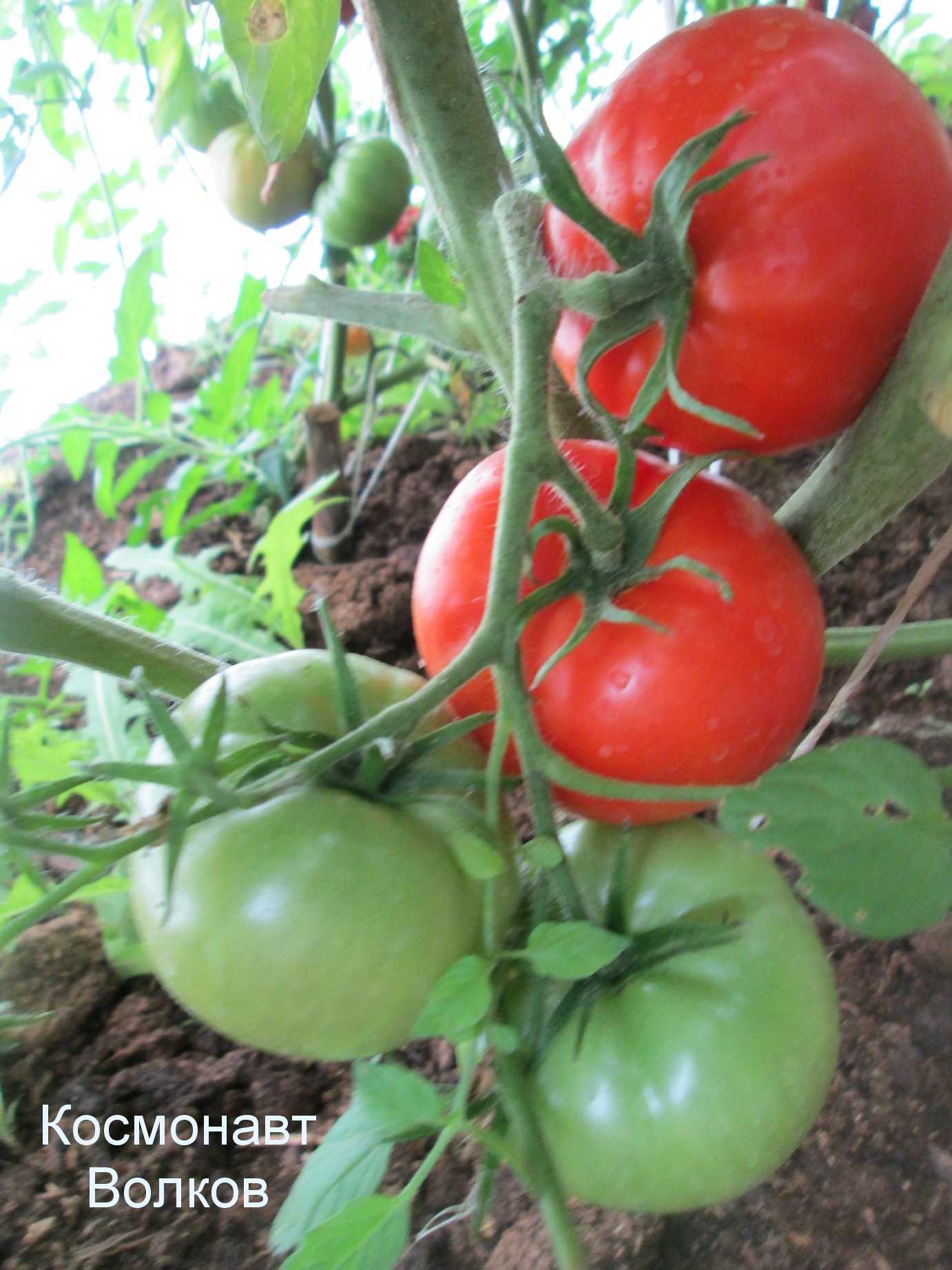 Помидоры космонавта волкова описание сорта фото Томат космонавт волкова: характеристика, описание сорта, фото, посадка и уход