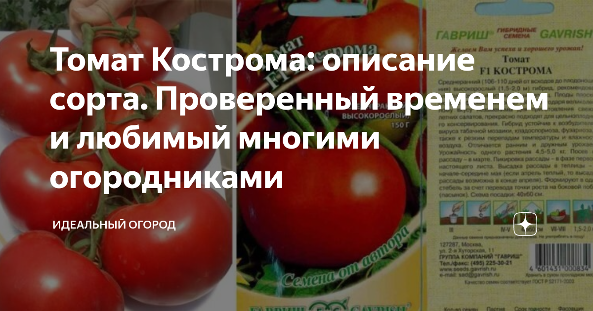 Помидоры кострома описание сорта фото отзывы Томат Кострома: описание сорта. Проверенный временем и любимый многими огородник