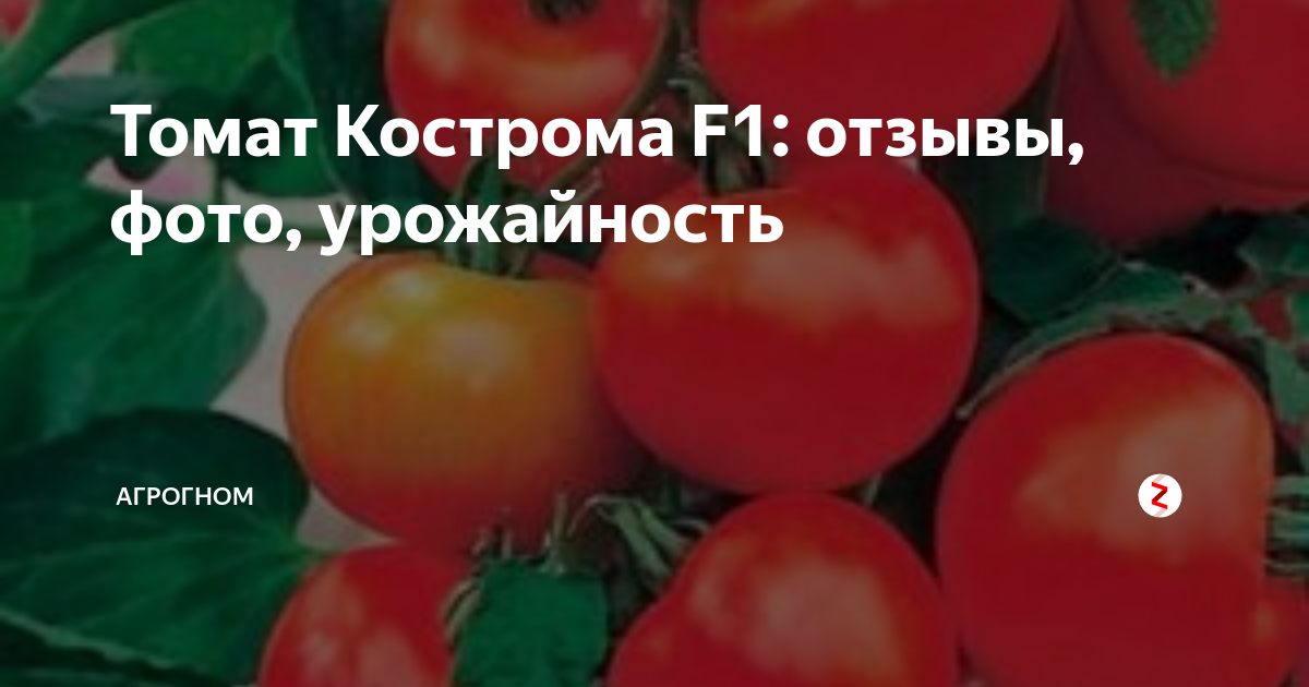 Помидоры кострома описание сорта фото отзывы садоводов Кострома томат отзывы Фитостудия-63.ру