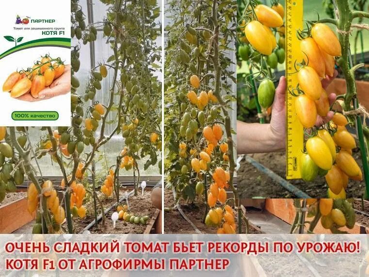 Помидоры котя описание сорта фото Овощи