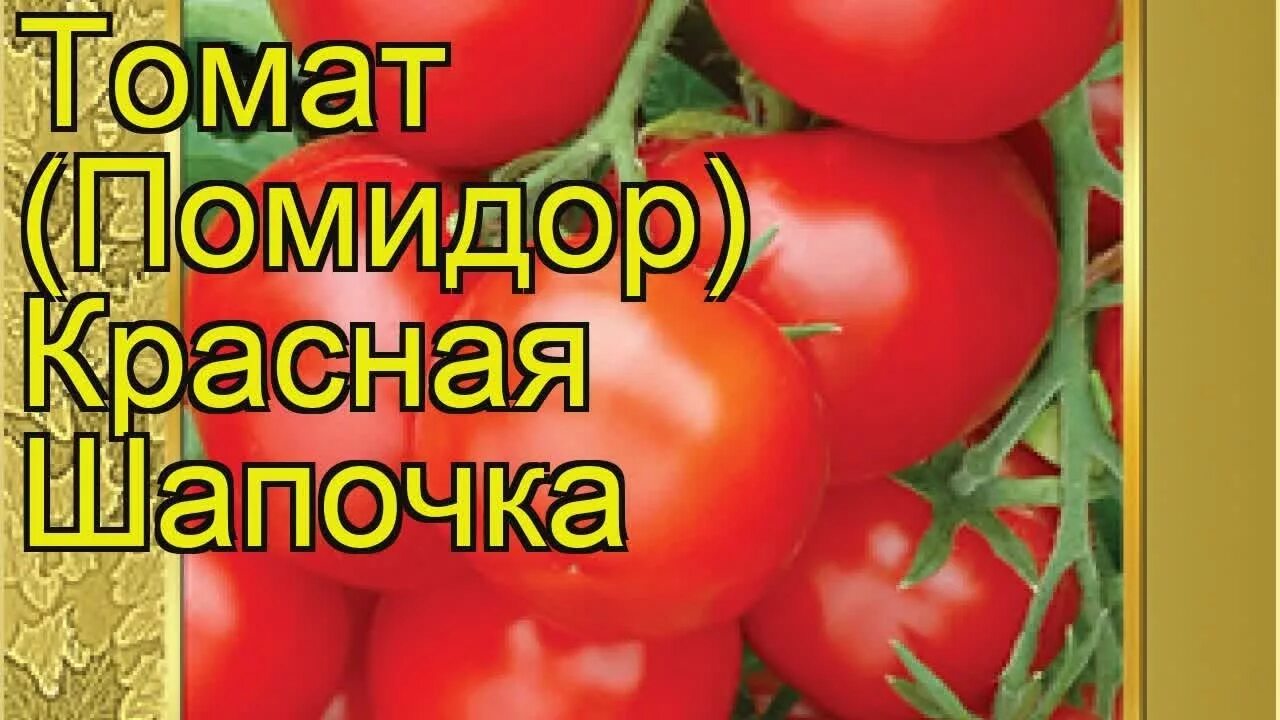 Помидоры красная шапочка описание сорта фото Томат сортовой Красная Шапочка. Краткий обзор, описание характеристик Krasnaya S