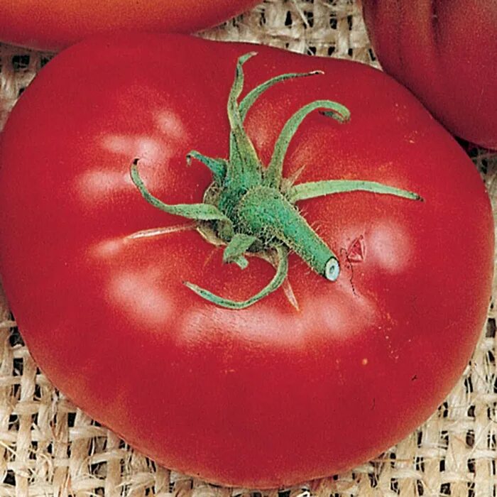 Помидоры красное море фото Tomato, Brandywine Red, Large Tomato Variety Seeds: Totally Tomatoes