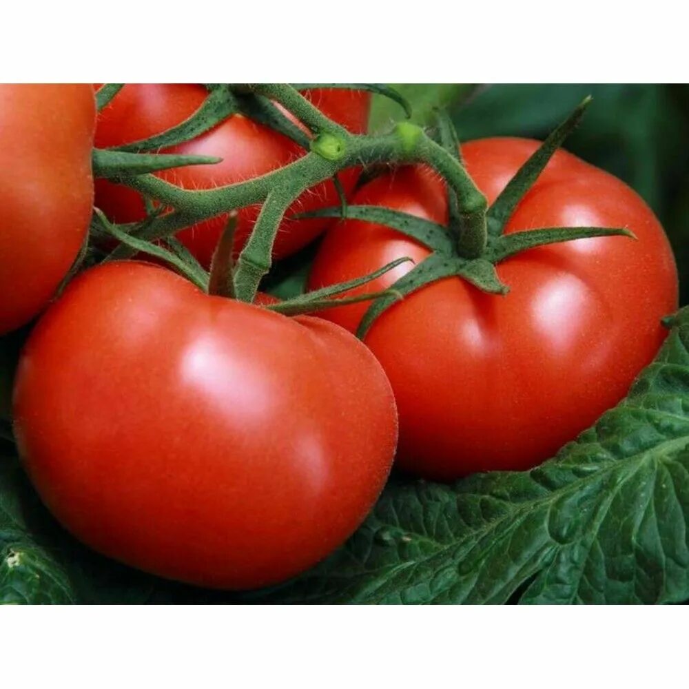 Помидоры крупные фото Семена Томат Этери F1: описание сорта, фото - купить с доставкой или почтой Росс