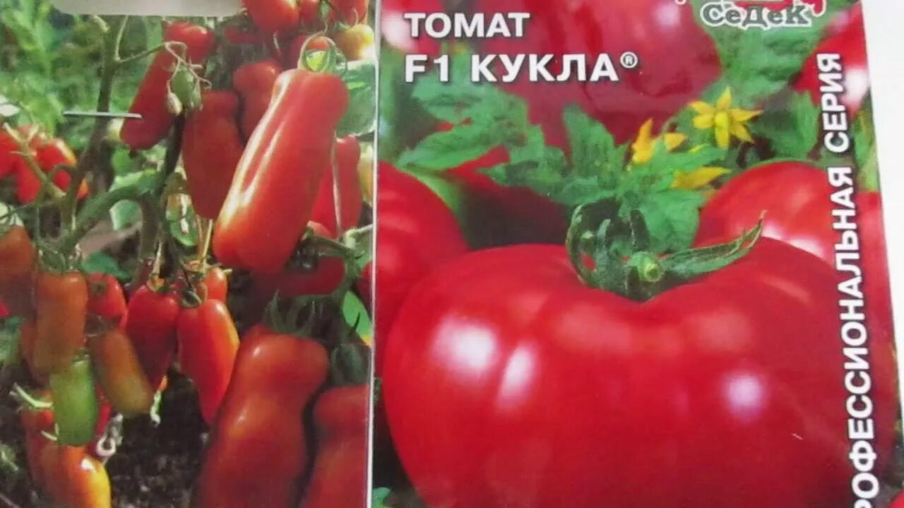 Помидоры кукла отзывы фото Томаты низкорослые.ЖИГАЛО И КУКЛА.Урожайные и вкусные. - YouTube