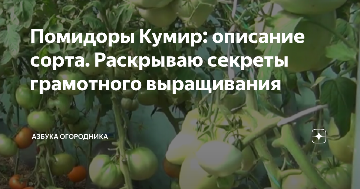 Помидоры кумир описание сорта фото отзывы Помидоры Кумир: описание сорта. Раскрываю секреты грамотного выращивания Азбука 