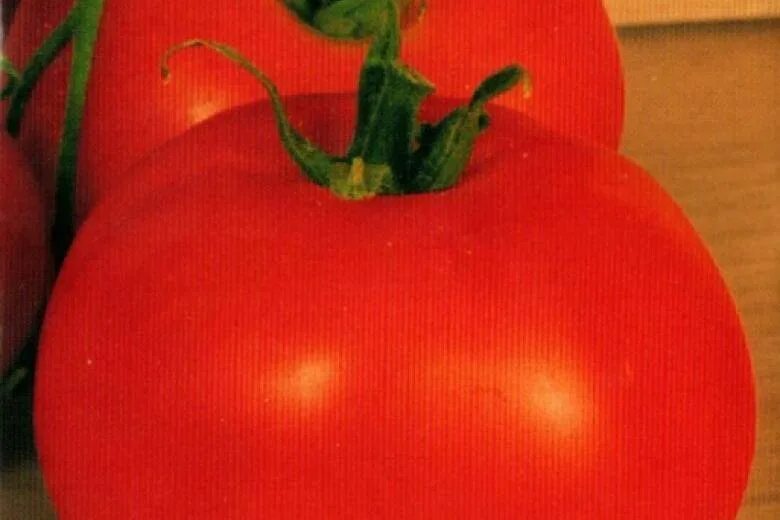 Помидоры кумир описание сорта фото отзывы Томат кумир отзывы фото - Arhids.ru