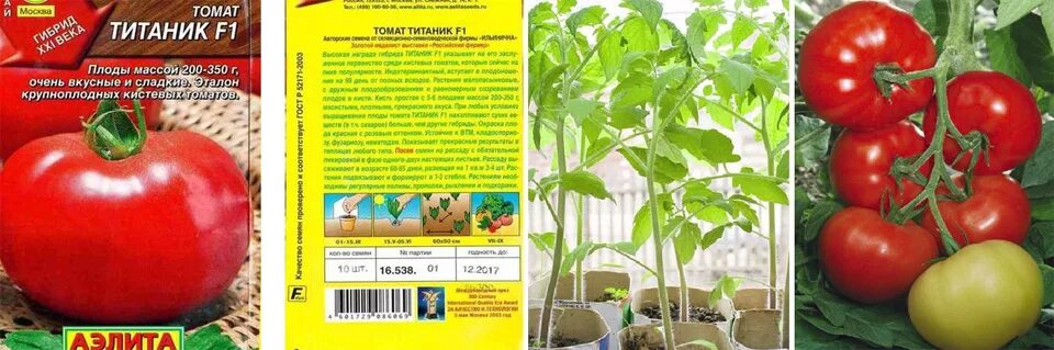 Помидоры кумир описание сорта фото отзывы Томат Титаник: характеристика и описание индетерминантного сорта с фото