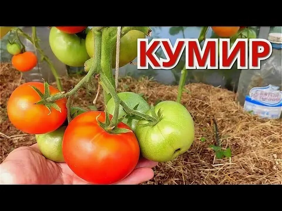 Томат Кумир Ц ТомАгроС - купить в Казани по низкой цене Питомник "Биосфера": саж