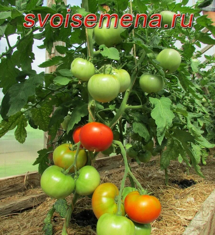 Помидоры кумир описание сорта фото отзывы Кумир - Мой любимый сорт томатов