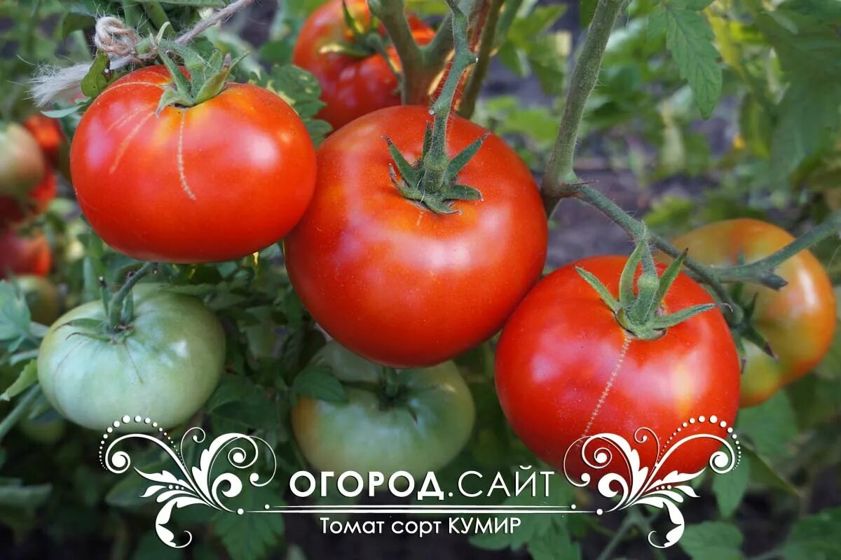 Помидоры кумир описание сорта фото отзывы Томат Кумир, семена ОГОРОД.сайт