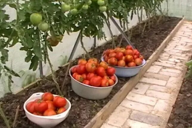 Помидоры кумир описание сорта фото отзывы О таком способе выращивания томатов знают не только лишь все агрономы, поскольку